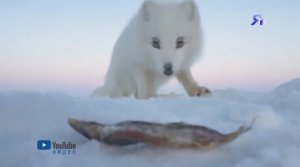 И ПЁС С НИМИ _ А ещё песцы и лисы могут заразить человека бешенством