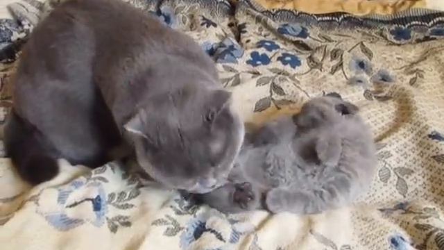 ПАПА И СЫН смотреть онлайн