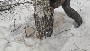 Валка Берёзы Бензопилой Stihl 250 возле Линии Электро Передач