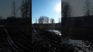 Загон для откорма бычков. РАСКОЛ для прививок и контрольного взвешивания.