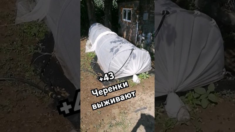 на Юге АД!