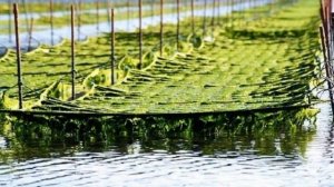 Нори – морские водоросли. История, способы приготовления и многое другое