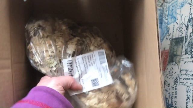 Longfield Gardens gladiolus corm unboxing along with other spring-planted bulbs смотреть онлайн