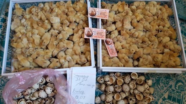 ЯЙЦО ПОМЫЛИ и?, результат вывода перепелов в инкубаторе НЕСТ. смотреть онлайн