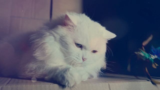 Dance Monkey...Oriental Cover Music смотреть онлайн