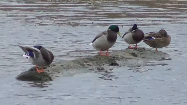 VLOG №1. Мой первый влог. Прогулка с Матвеем. Поселок Октябрьский смотреть онлайн