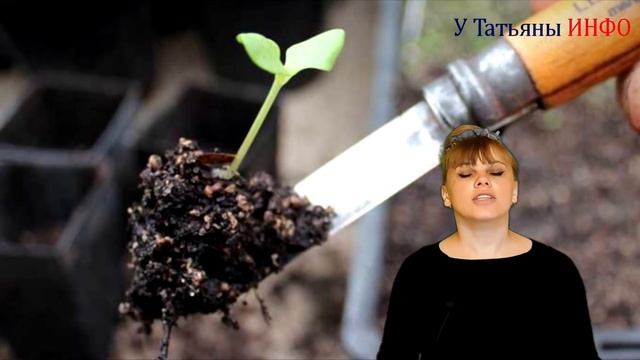 ПЕРЕКИСЬ ВОДОРОДА - ЛУЧШЕЕ УДОБРЕНИЕ для растений и не только!! смотреть онлайн