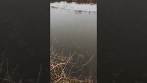 Ключ - родник. Исток. Копаем пруд. Как найти хорошую воду.