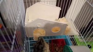 Стоит ли заводить хомяка