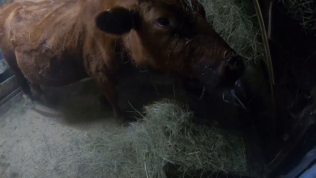 Отличный подарок на новый год - швабра Easy Clean. Готовим пельмени и позы!