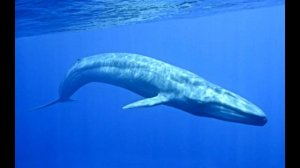 Пение китов (видео мое не красть)