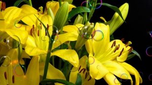 БЕЗУМНО КРАСИВАЯ ПЕСНЯ ДЛЯ ТЕБЯ, ДЛЯ ОДНОЙ !!!???