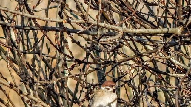 Nikon coolpix L820 photo test 2022 смотреть онлайн