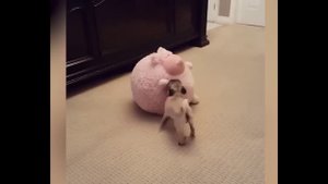 смешные кошечки, собачки 36