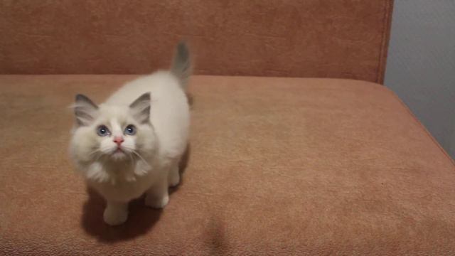 Котенок породы Ragdoll смотреть онлайн