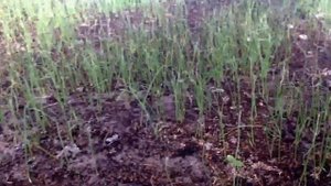 Лук на перо ПАРАДЕ f1