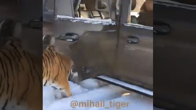 а у вас есть тигры или тигр ? смотреть онлайн