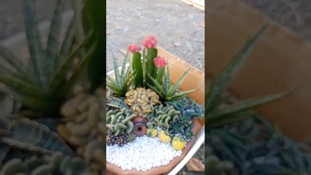 adorable succulent arrangements #asmrsatisfying #short