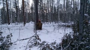 привал леса на волока зимой