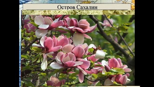 Природные комплексы Дальнего Востока, география 8 класс смотреть онлайн