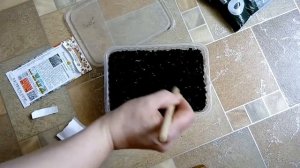 Сажаем рассадным способом цветы Цинерария Алмазная пудра