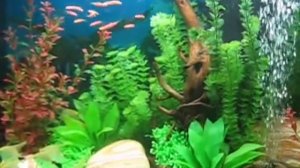 Аквариум своими руками - Искусственные растения