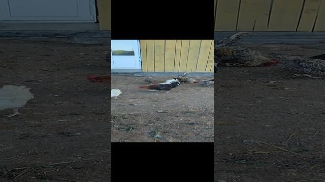 Куры ? и обезжиренное молоко ?