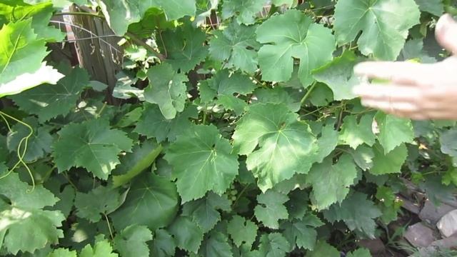 Бич виноградников- оидиум, меры борьбы. Роскошный бактериальный рак- меры борьбы. смотреть онлайн