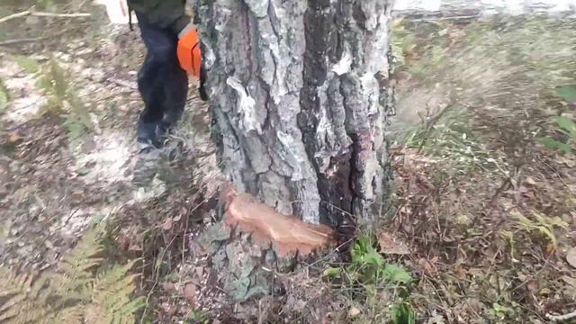 Валка Берёзы /// Березовая делянка на 600 кубов