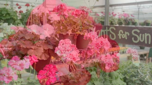 Calliope Geraniums, April 2023 смотреть онлайн