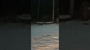 В Приморском крае п. СИБИРЦЕВО. Амурский ТИГР  вышел из тайги в поисках пропитания!