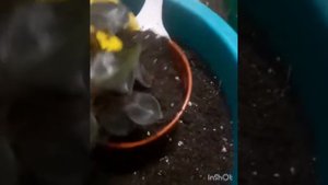 #коломбиана #пеперомия #пересадка #цветочныймикс Коломбиана.Пересадка