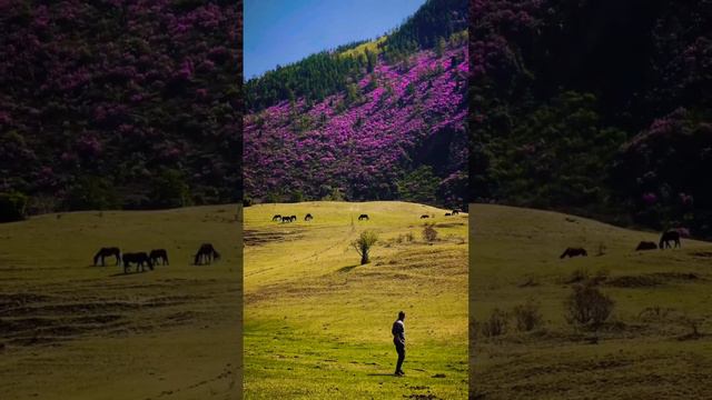 Алтай Цветение Май #travel #nature #алтай #авторскиетуры #путешествия #горныйалтай #турыпороссии