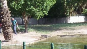 Кормление крокодилов