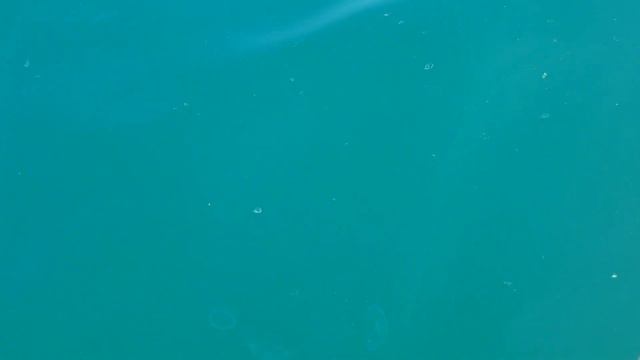 Нашествие медуз в Черном море! #море