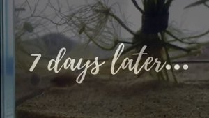 Pygmy Sunfish (Elassoma evergladei) Info and Care Guide