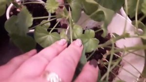 Комнатные растения и уход за ними.