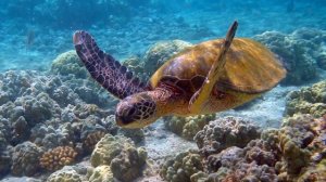 Логгерхед, головастая черепаха, головастая морская черепаха или каретта (лат. Caretta caretta)