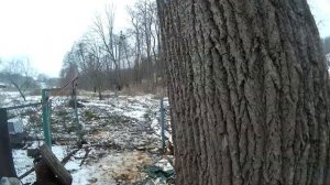 Направленный спил большого дерева возле жилых домов, арбористика!