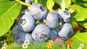 Голубика высокорослая Денис Блю ? Обзор: посадка и уход. крупномеры голубики: описание и особенност