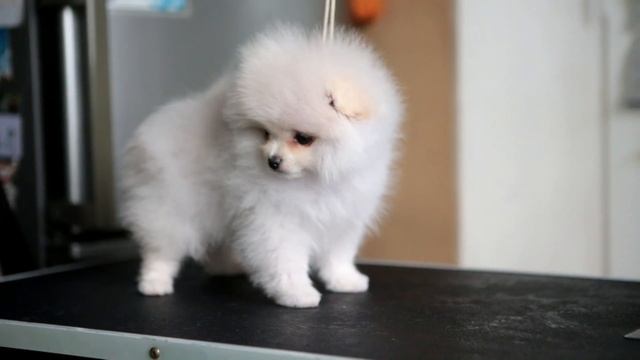 померанский шпиц девочка 2,5 месяца