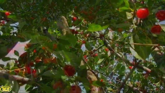 Поспели вишни в саду... смотреть онлайн