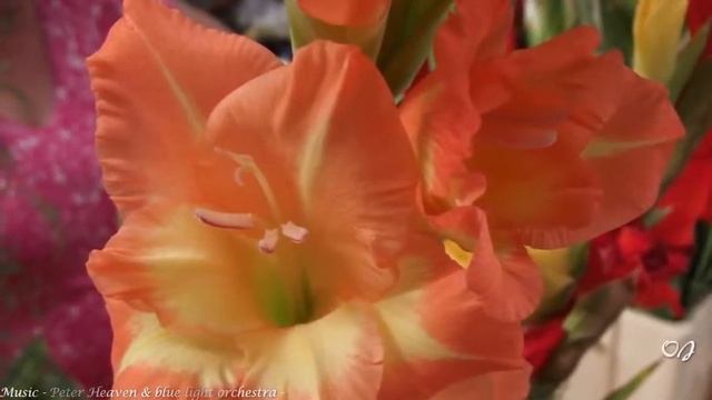 Beautiful Gladiolus * Music - Peter Heaven @ blue light orchestra смотреть онлайн