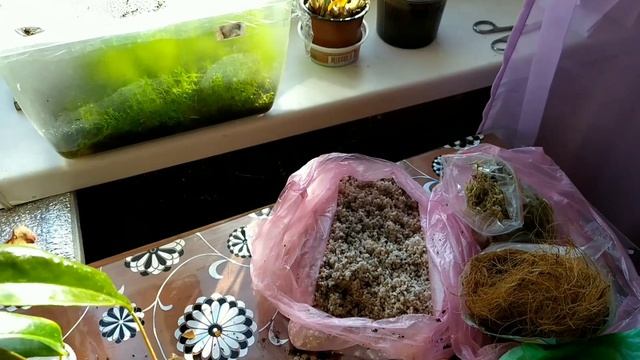 Пересадка Непентеса. смотреть онлайн