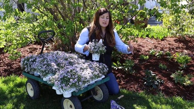 Blushing Princess Alyssum смотреть онлайн