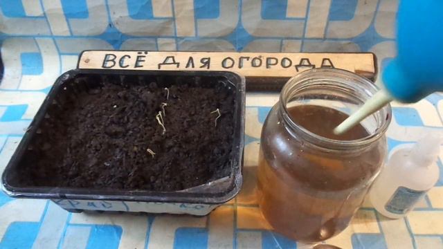 ПЕРВАЯ  самая важная ПОДКОРМКА томатов после ВСХОДОВ