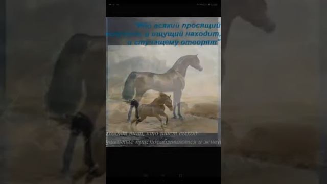 Картинки лошадей смотреть онлайн