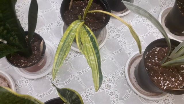 Плоскотелый клещ на сансевиериях. смотреть онлайн