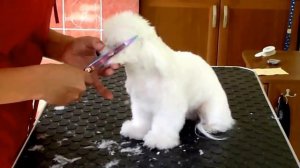 Стрижка Мальтезе Parikmaherr.ru