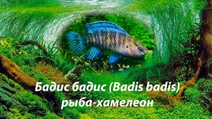 Бадис бадис , рыба-хамелеон / (Badis badis)
